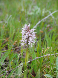 die-heilwirkung-der-meisten-knabenkraeuter-ist-wiss-cc0-pixabay-hans-201117_download Die Heilwirkung der meisten Knabenkräuter ist wissenschaftlich nicht erwiesen.