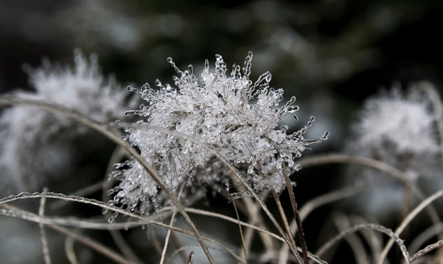hole-die-vanilleblume-vor-dem-ersten-frost-nach-dr-cc0--pixabay--aszak-250606_download Hole die Vanilleblume vor dem ersten Frost nach drinnen.