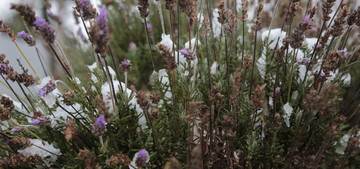 Lavendel überwintern So übersteht die mediterrane Pflanze den Winter