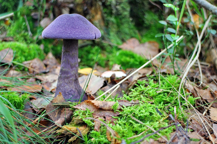 Mykorrhiza: Was du ber die Pilze wissen solltest - Utopia.de