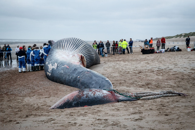 urn-binary-dpa-com-20090101-240807-935-198812-FILED Der Kadaver eines großen Finnwals liegt am Strand in De Haan, Belgien.