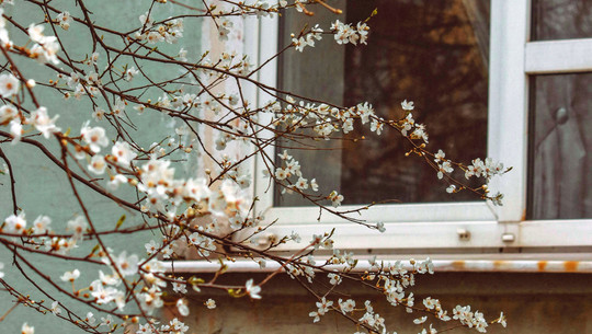 Ab welcher Außentemperatur sollte man heizen? Zweige eines Baumes mit zahlreichen kleinen weißen Blüten vor einem Fenster mit weißem Rahmen