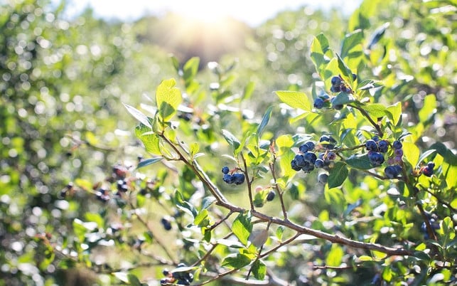 heidelbeeren-huebsch-anzusehen-lecker-und-gesund-cc0-pixabay-jill111-180220 Heidelbeeren: Hübsch anzusehen, lecker und gesund.