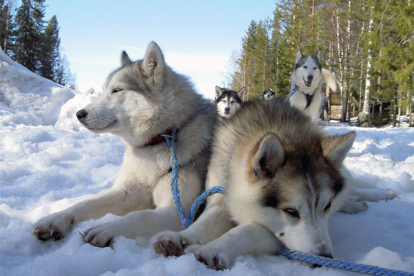 Wikinger Reisen Huskys nach Finnland