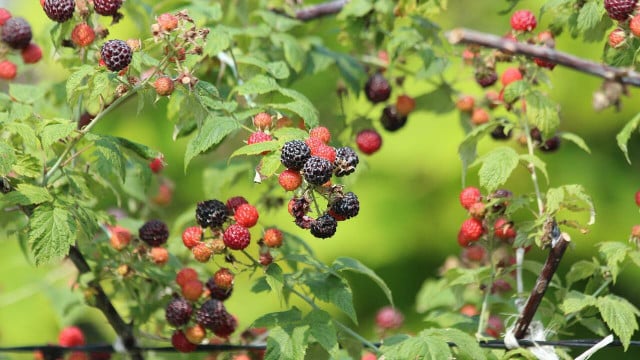 essbare-kletterpflanzen-cc0-pixabay-zoosnow-220626 essbare Kletterpflanzen