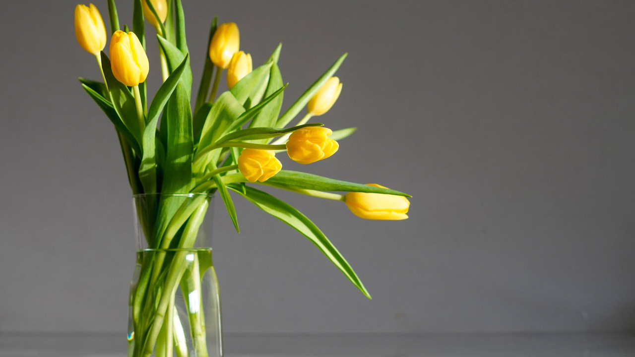 Diese 2 Hausmittel halten Tulpen lnger frisch - Utopia.de