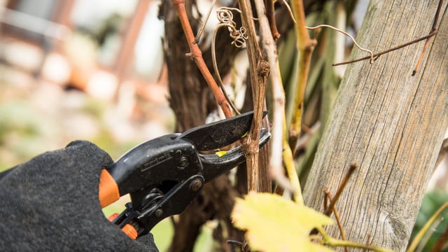 herbst-rueckschnitt-garten-dpa Herbstschnitt? Nicht immer eine gute Idee