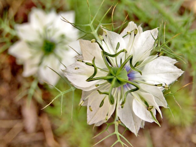 mit-der-richtigen-pflege-bekommt-deine-jungfer-im-cc0-pixabay-s-ms_1989-200923_download Mit der richtigen Pflege bekommt deine Jungfer im Grünen besonders schöne Blüten.