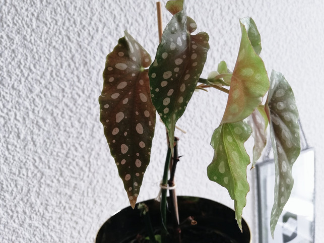 die-forellenbegonie-hat-silbrige-flecken-auf-ihren-utopiajulia-kloss-200621_download Die Forellenbegonie hat silbrige Flecken auf ihren Blättern.