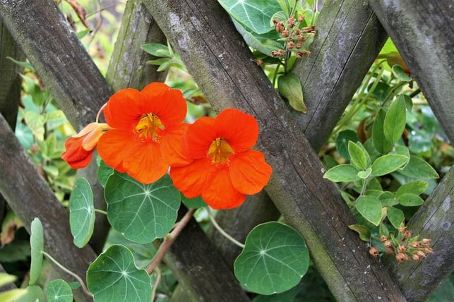 die-blueten-der-kapuzinerkresse-sind-essbar-cc0-pixabay-pasja1000-180629_download Die Blüten der Kapuzinerkresse sind essbar.