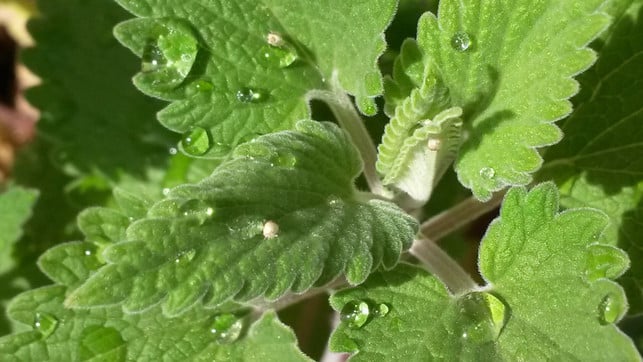 viele-vorteile-in-einer-pflanze-katzenminze-berei-cc0-pixabay-rebeck96-250403_download Viele Vorteile in einer Pflanze: Katzenminze bereichert dein (Erdbeer-)Beet.