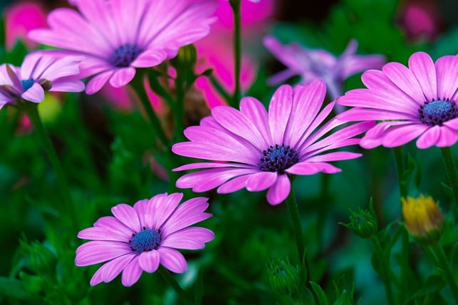 die-meisten-margeriten-stellen-aehnliche-pflegeansp-cc0-pixabay-nickype-210620_download Die meisten Margeriten stellen ähnliche Pflegeansprüche.