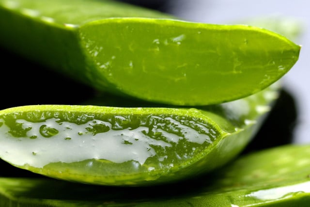 Corns can possibly be removed with aloe vera.