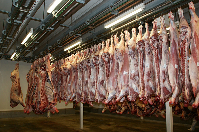 Immer wieder landen Fleischbetriebe mit Negativschlagzeilen in den Medien. Schlachthöfe werden weniger und größer, Tiertransporte werden dementsprechend länger.