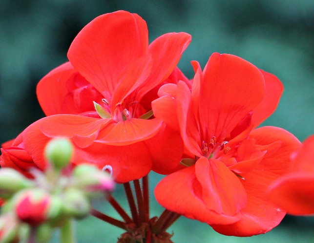 kein-geranium-pelargonien-kommen-urspruenglich-aus-cc0-pixabay-noname_13-240511_download Kein Geranium: Pelargonien kommen ursprünglich aus Südafrika
