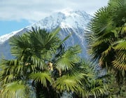 Winterharte Palmen vor schneebedeckten Bergen
