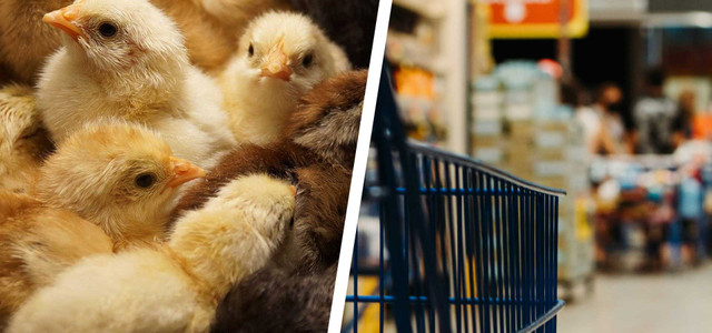 Tierwohl in Supermärkten untersucht