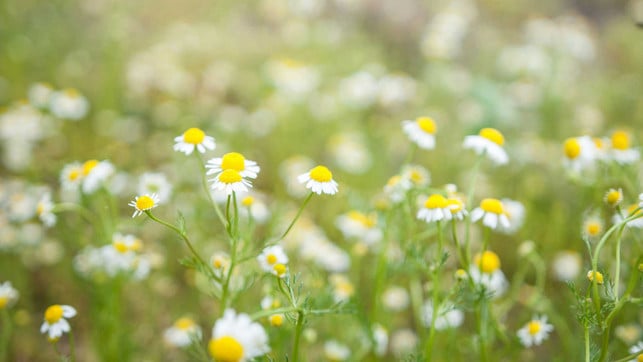 dyah-miller-3m50sdcH6JE-unsplash_1920x1080px Viele Feuchttücher verwenden eine Lotion mit Kamille