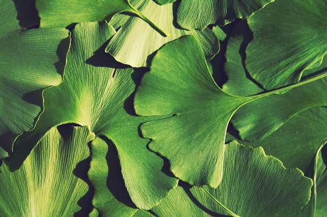 Ginkgolic acid can have negative health effects.