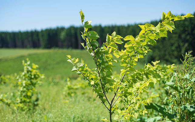 Aufforstung in Sachsen Wald schützen mit PrimaKlima