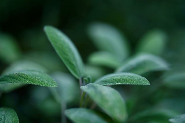 salbei-zu-schneiden-ist-wichtig-damit-der-halbstr-cc0-pixabay-mariya_m-240827_download Salbei zu schneiden ist wichtig, damit der Halbstrauch nicht verholzt.