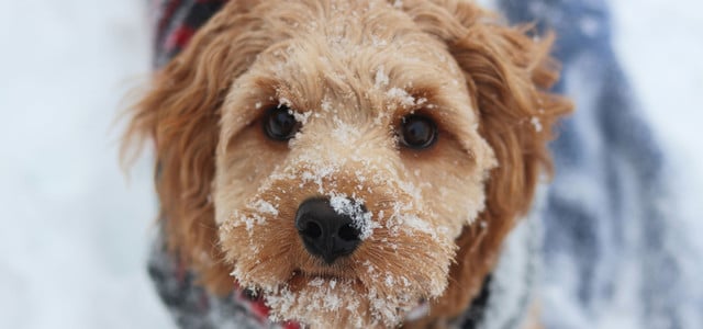 Braucht mein Hund wirklich einen Wintermantel? So schützt du deinen Vierbeiner vor Kälte und Nässe (Foto: CC0 Public Domain / Pixabay, Mia Anderson) Braucht mein Hund einen Wintermantel?