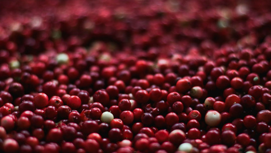 cranberry-preiselbeere-cc0-pixabay-pexels-230906 cranberry preiselbeere
