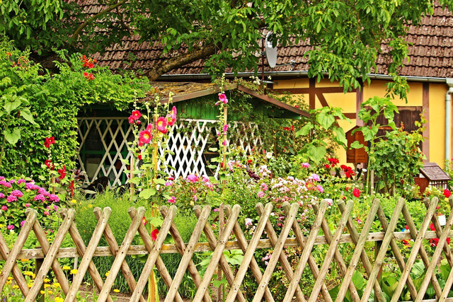 Stockrosen passen gut in einen Bauerngarten.