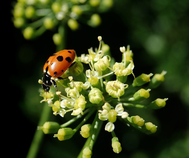 giftpflanze-des-jahres-2023-petersilie-wird-aufgr-cc0-pixabay-buntysmum-230130_download Giftpflanze des Jahres 2023: Petersilie wird aufgrund der Blüten giftig.