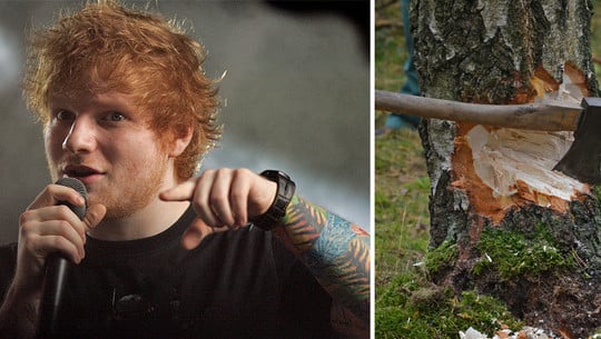 ed-sheeran-konzert-baeume-faellen-y-Eva-Rinaldi-cc-by-sa-2.0-pb-cc0-180309-1280x600 Baumfällungen für Ed Sheeran Konzert?