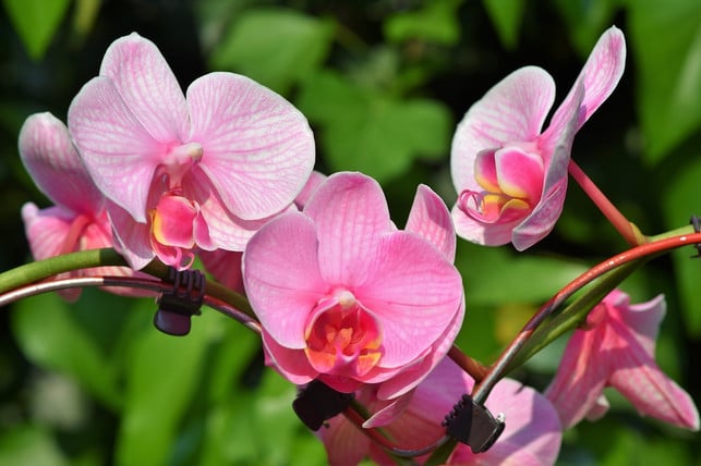 orchideen-brauchen-eine-hohe-luftfeuchtigkeit-und-cc0-pixabay-ralphs_fotos-230219_download Orchideen brauchen eine hohe Luftfeuchtigkeit und sollten deshalb nicht auf der Fensterbank über der Heizung stehen.