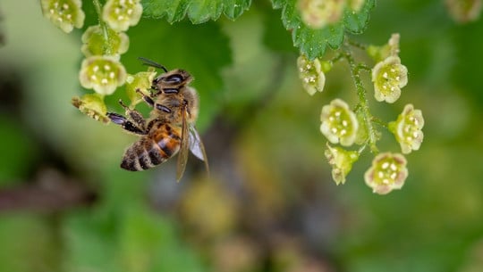 bienenfreundliche-straeucher-cc0-pixabay-myriams-fotos-200416 Bienenfreundliche Sträucher