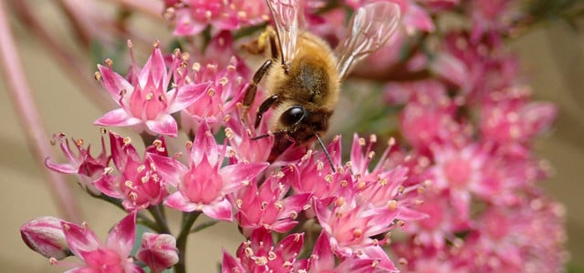 6 Gründe, warum die Fetthenne in keinem Garten fehlen darf