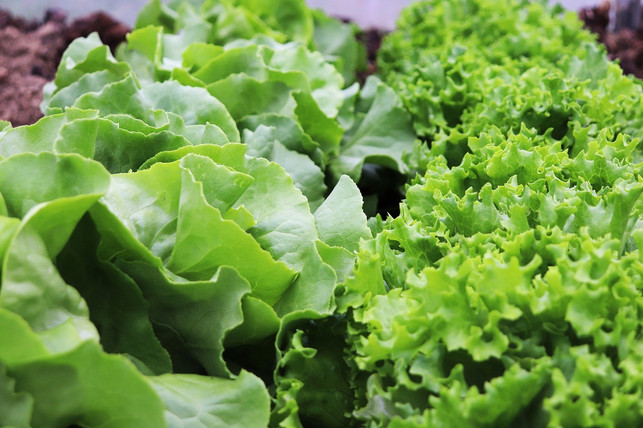 der-richtige-pflanzplan-ist-wichtig-fuer-den-erfolg-cc0-pixabay-v-a-n-3-ss-a-210529_download Der richtige Pflanzplan ist wichtig für den Erfolg beim Square Foot Gardening.