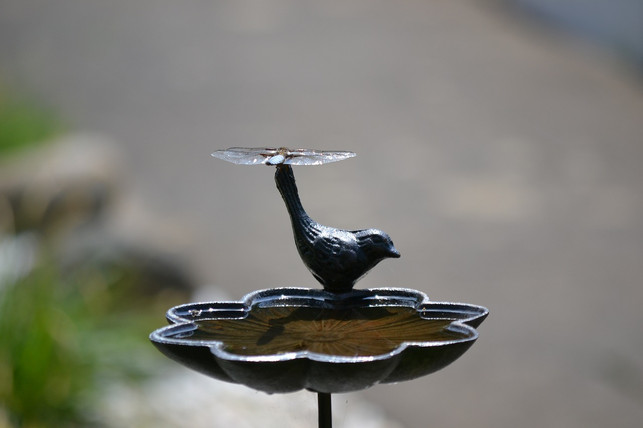 vermeide-mit-wasser-befuellte-behaeltnisse-in-deinem-cc0-pixabay-hevoli-240614_download Vermeide mit Wasser befüllte Behältnisse in deinem Garten, um die Ausbreitung der Tigermücke zu verhindern.