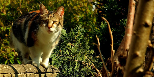 besonders-gefaehrdet-sind-freilaufende-katzen-cc0-pixabay-redmupfe-190119_download Besonders gefährdet sind freilaufende Katzen.