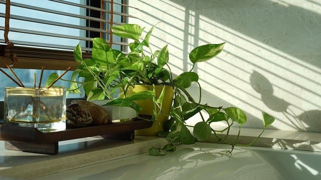 pflanze-fuers-badezimmer-cc0-pixabay-spencerwing-181120 Pflanze fürs Badezimmer