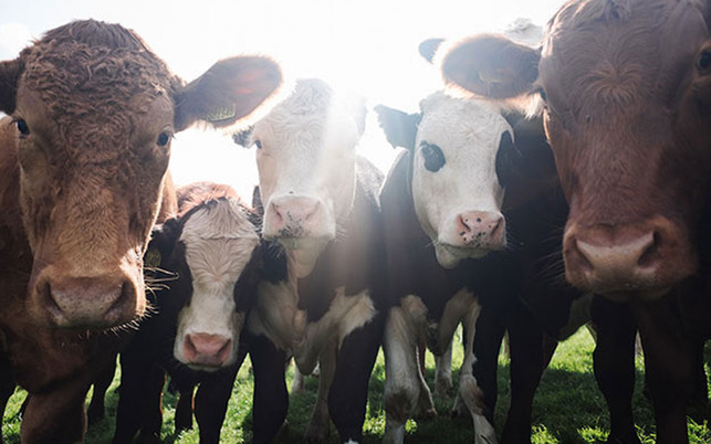 robert-bye-unsplash-1280x800 vegane ernährung klimaschutz klimawandel