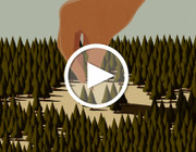 Video: Folgen von Waldrodung