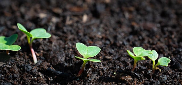 Aussaat im Februar - was jetzt ins Beet darf