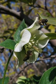 die-christrose-liefert-frueh-im-jahr-nahrung-fuer-in-cc0-pixabay-radfotosonn-231207_download Die Christrose liefert früh im Jahr Nahrung für Insekten.