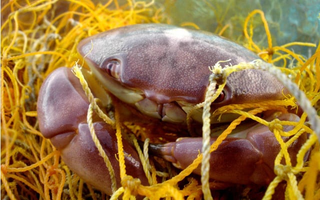 150722-plastikmuell-krabbe-netz_public-domain-NOAAs-Marine-Debris-Program_1280x800 In Plastikmüll wie z.B. Fischernetzen verheddern sich viele Meerestiere.