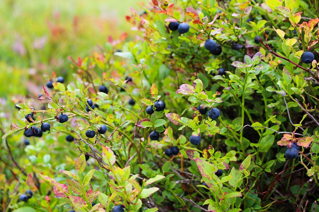bei-verjuengungsschnitt-ist-es-wichtig-die-alten-z-cc0-pixabay-kjerstin_michaela-191011_download Bei Verjüngungsschnitt ist es wichtig, die alten Zweige der Heidelbeeren zu schneiden.