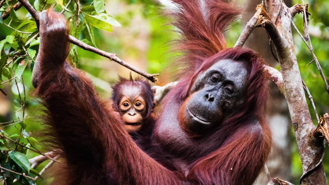 orang-utans-artensterben-biodiversität-industrien-us-dimitry_b-210521-1280x720 Orang-Utans, Affen, Artensterben, Biodiversität, Industrien