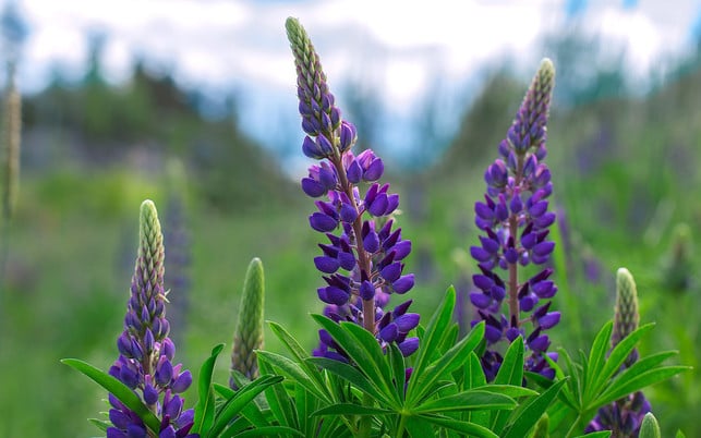 lupine lupinen kaffee regionale kaffeealternativen lupine lupinen kaffee regionale kaffeealternativen