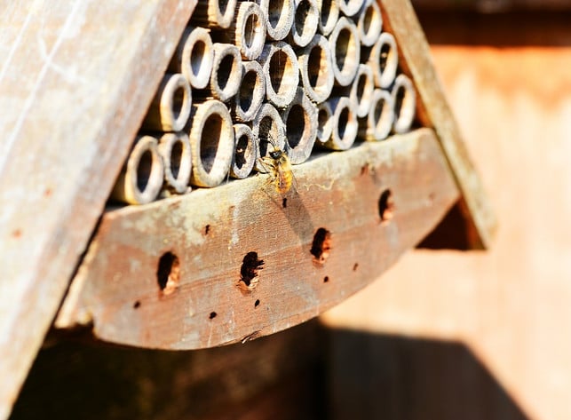 mit-kuenstlichen-nisthilfen-kannst-du-bienenarten-w-cc0-pixabay-pollydot-201002_download Mit künstlichen Nisthilfen kannst du Bienenarten wie die Mauerbiene unterstützen.