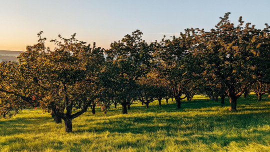obstbaeume-vor-oktober-schneiden-cc0--pixabay--viarami-250906 Obstbäume vor Oktober schneiden