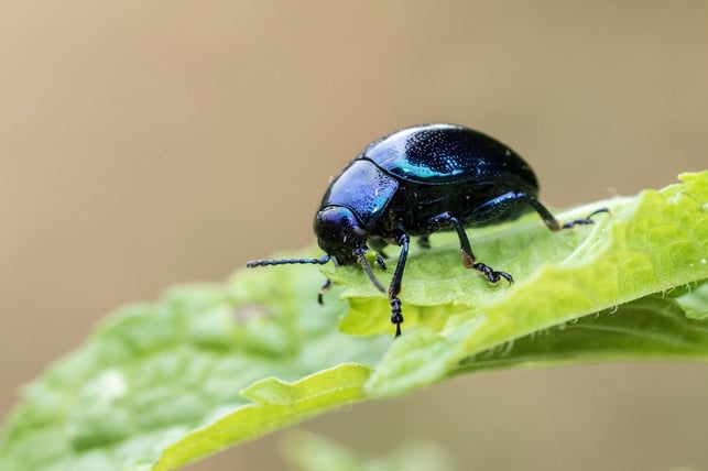 du-solltest-in-deinem-eigenem-garten-auf-chemische-cc0-pixabay-melanimarfeld-220719_download Du solltest in deinem eigenem Garten auf chemische Pflanzenschutzmittel verzichten.