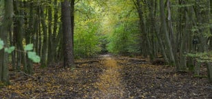 Holz sammeln im Wald
