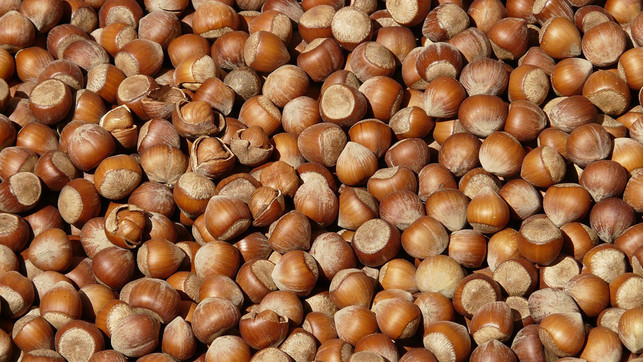 haselnüsse haselnüsse